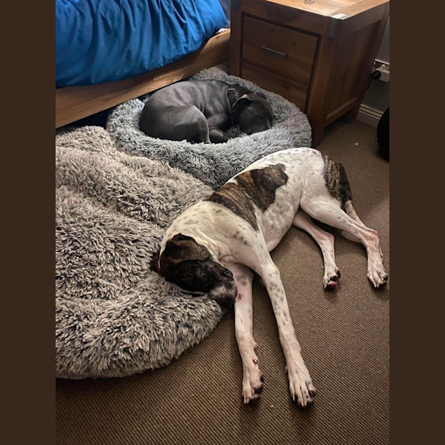 Photo of Scooby