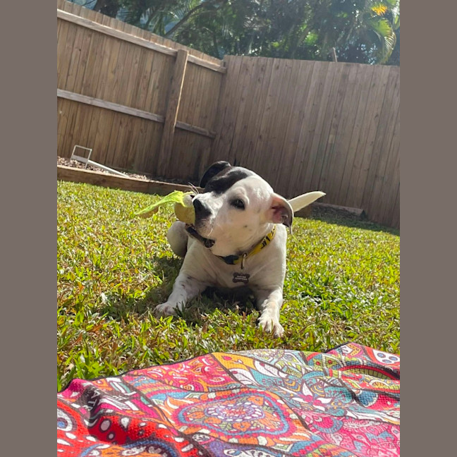 Photo of Luna