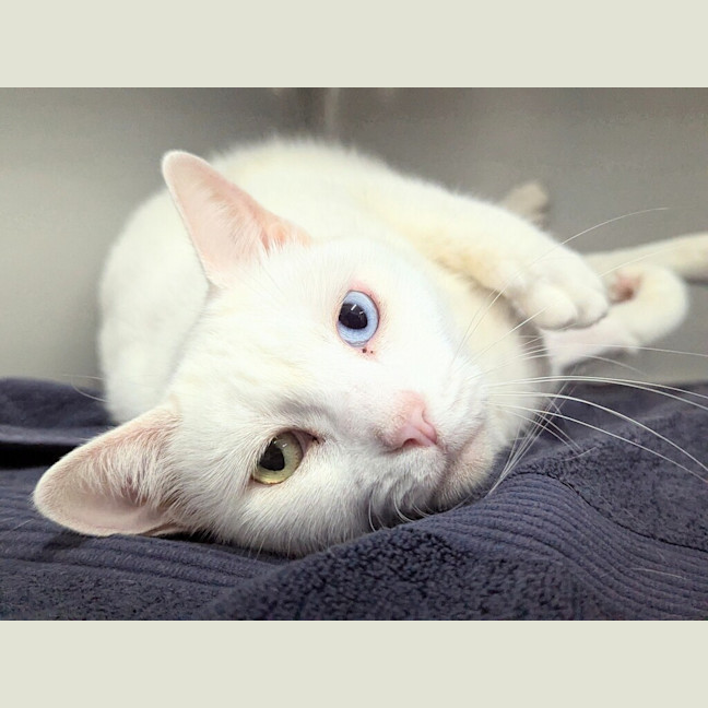 Photo of Snowy