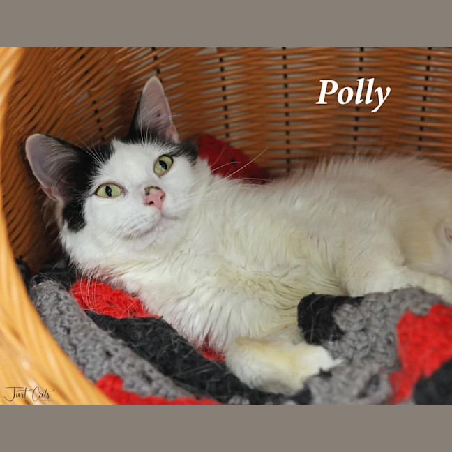 Photo of Polly