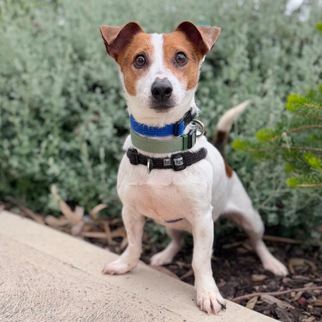 Photo of Lupin