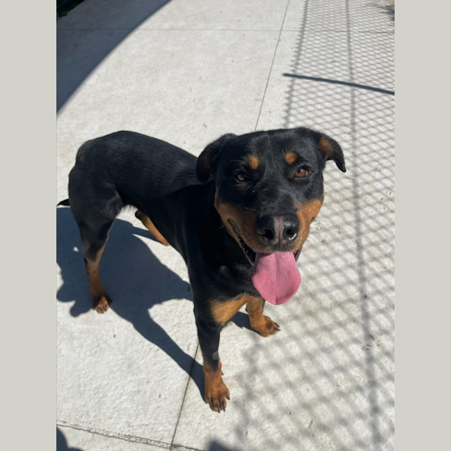 Photo of Scooter Imp 1371