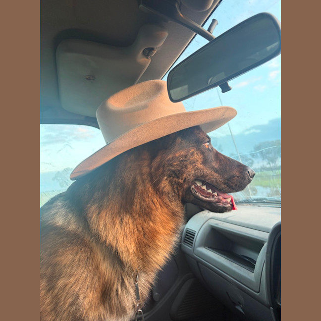 Photo of Sarge