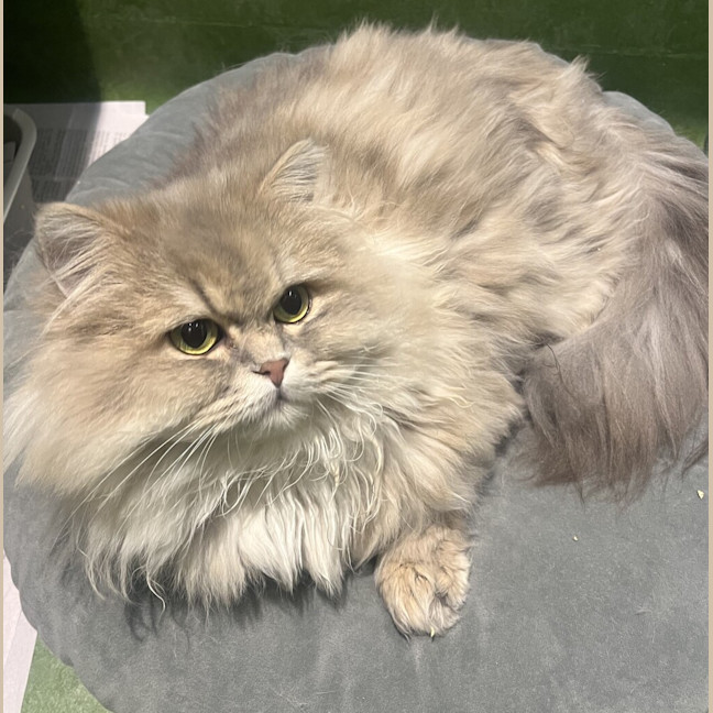 Photo of Zelda