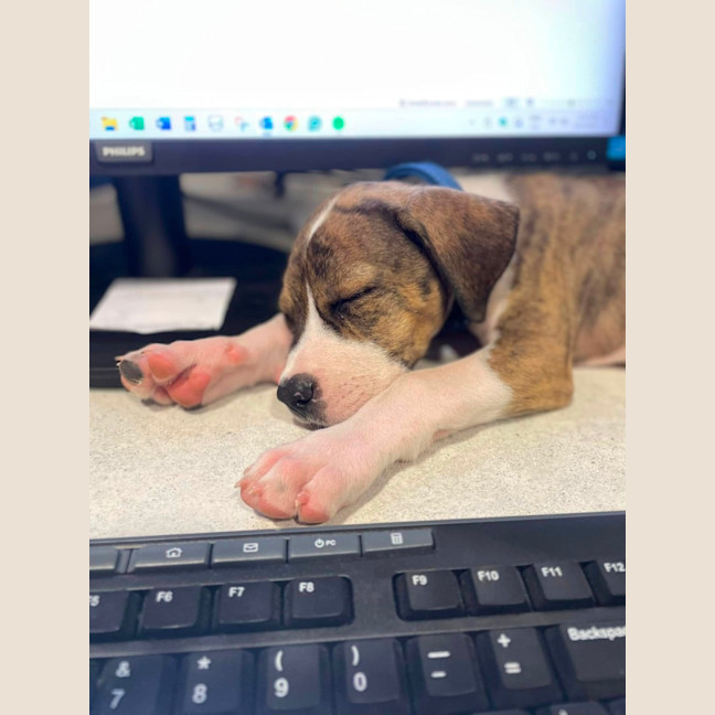 Photo of Nugget