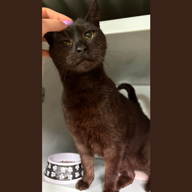 Photo of El Gato