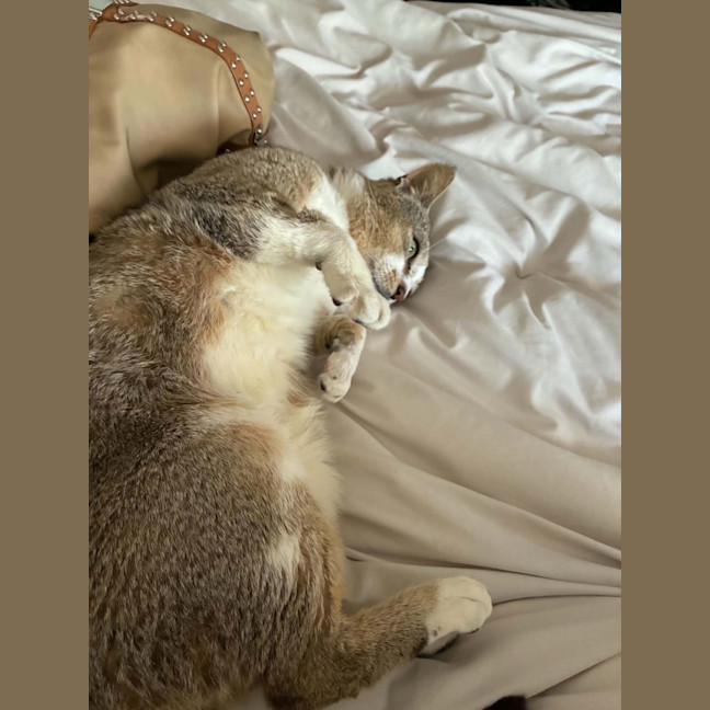 Photo of Pretzel