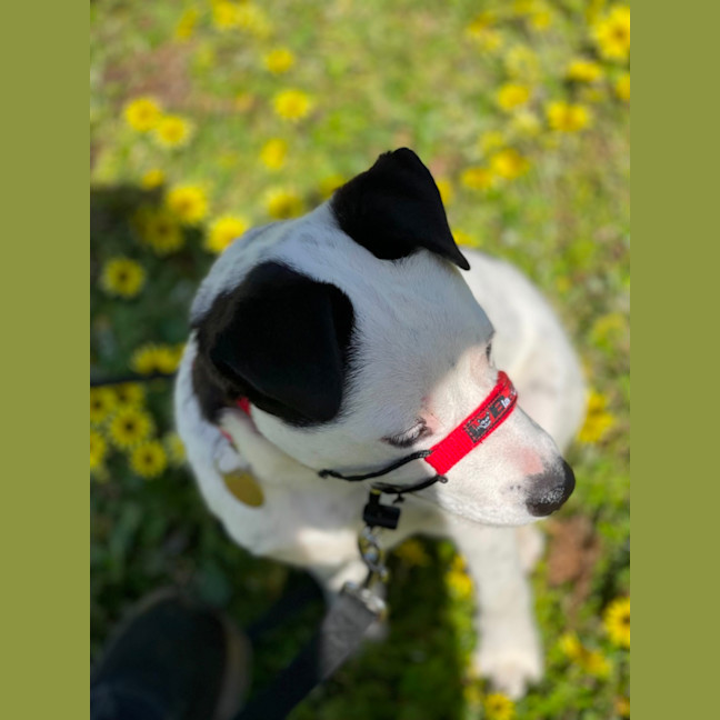 Photo of Moonlight Sparkle