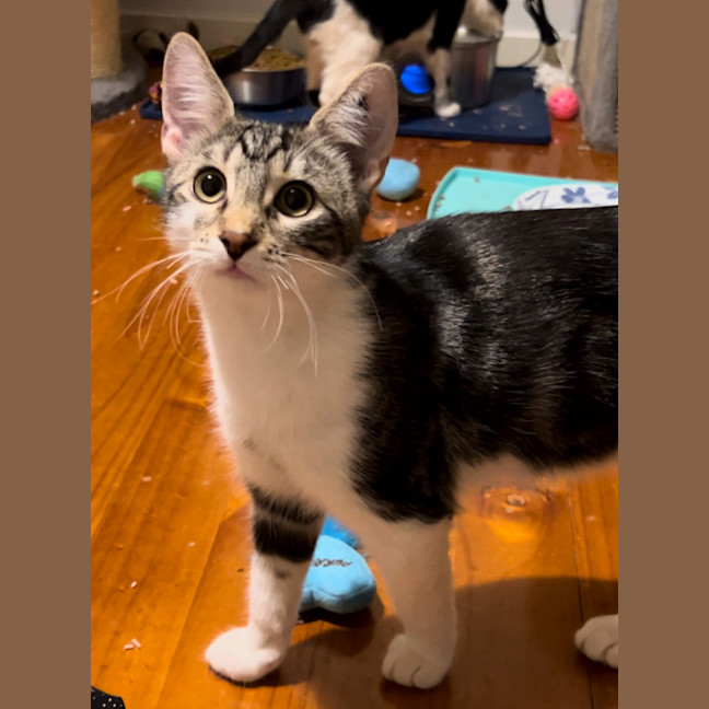 Photo of Biscuit