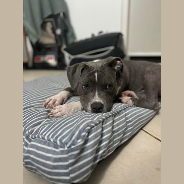 Photo of Tikki