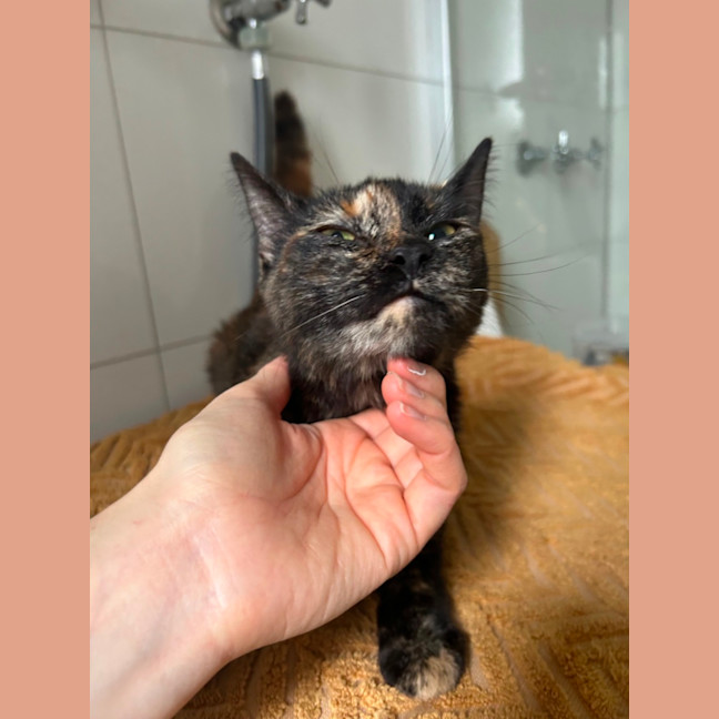 Photo of Strawberry 🍓 