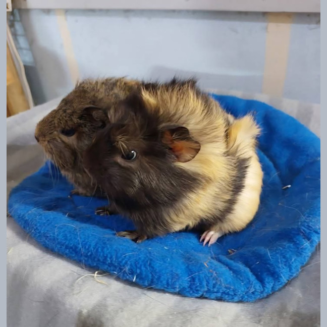 Photo of Cali & Paisley