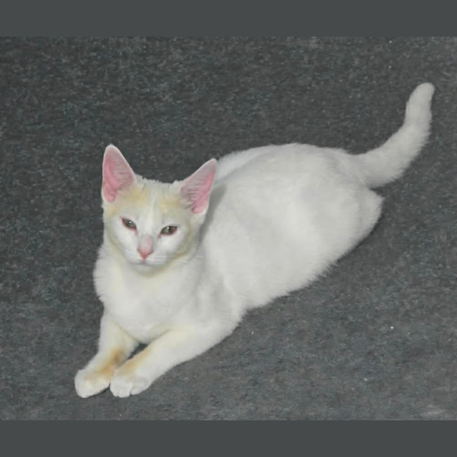 Photo of Sox & Chromia 