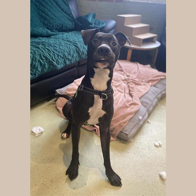 Photo of Bullet