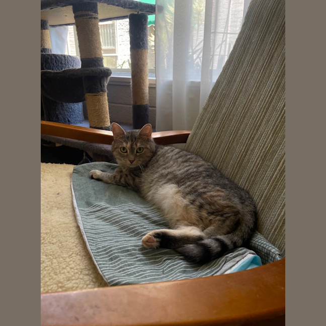 Photo of Bunyip   The Rogue Of The Rescue World! 🐾💥