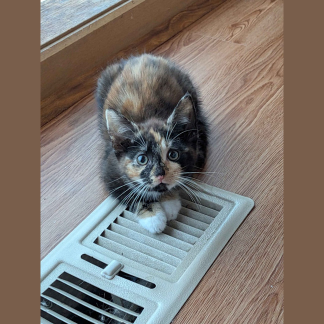 Photo of Ember