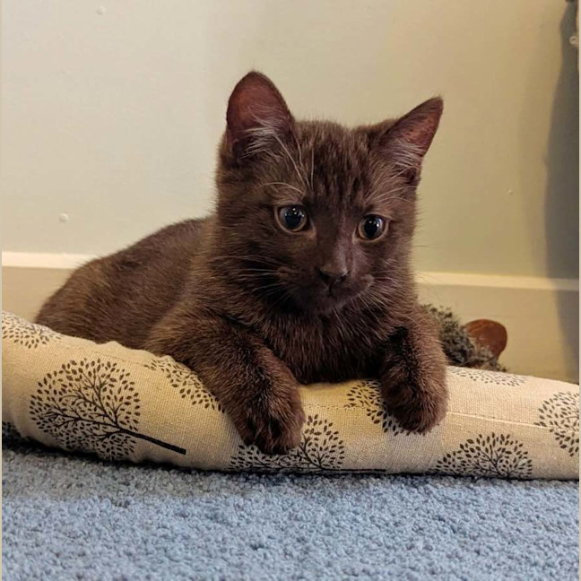 Photo of Truffle 