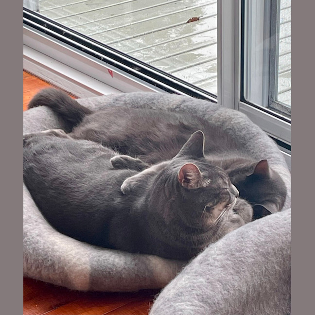 Photo of Ikko & Nikko