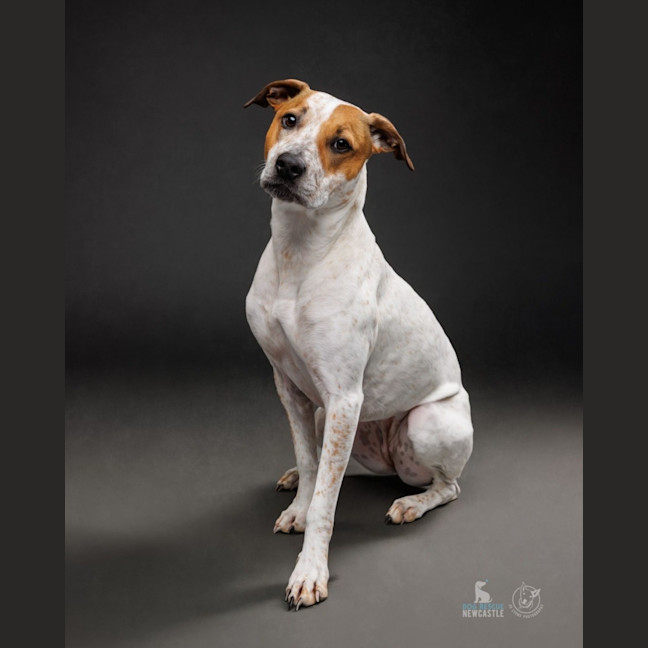 Photo of Lola   1 Year Old Cattle Dog X Staffy