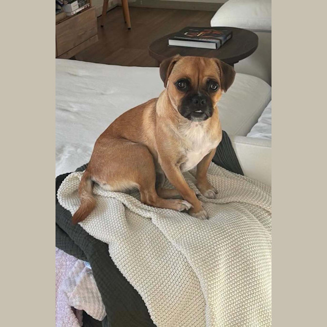 Photo of Stella
