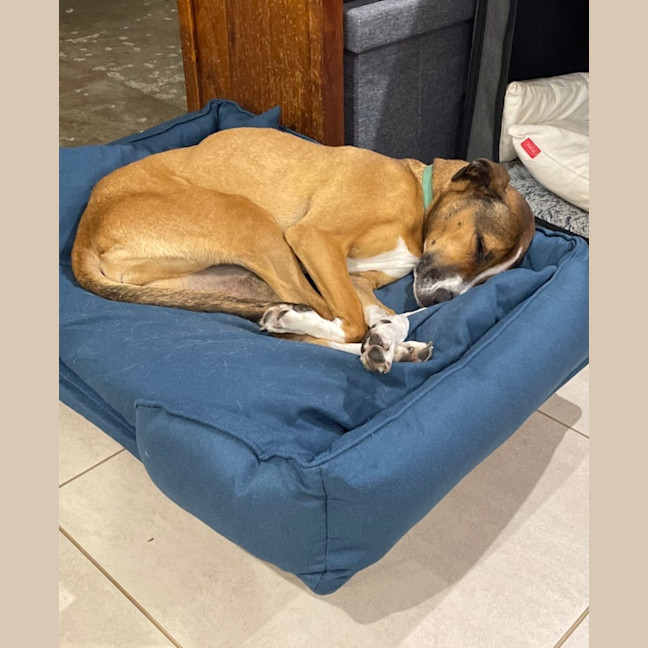 Photo of Lolita (Lola)