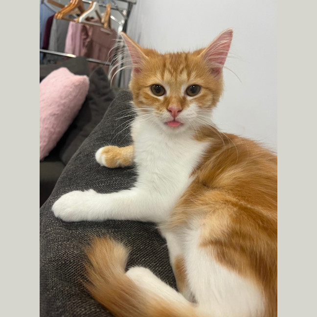 Photo of Ginger Snap