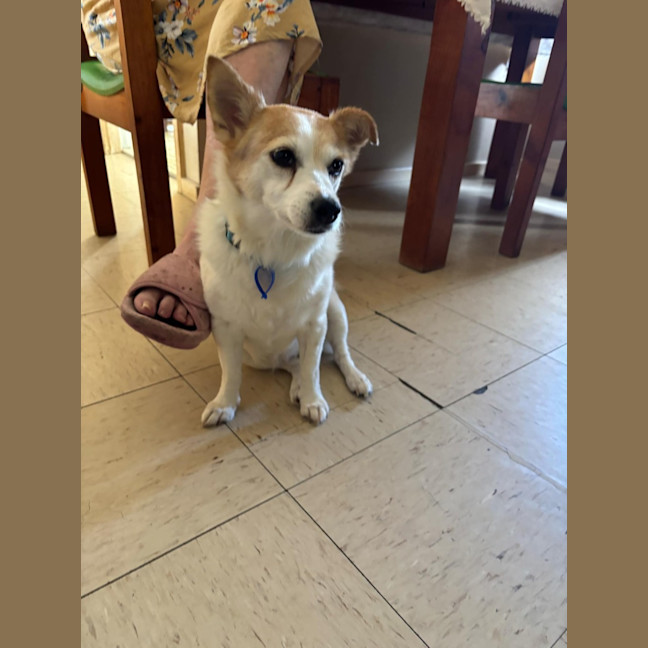 Photo of Dexter   10 Year Old Jack Russell (On Trial)