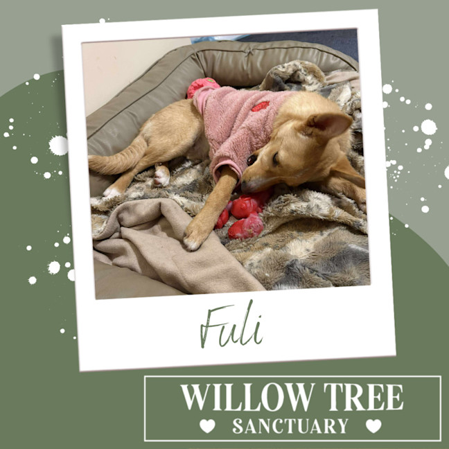 Photo of Fuli