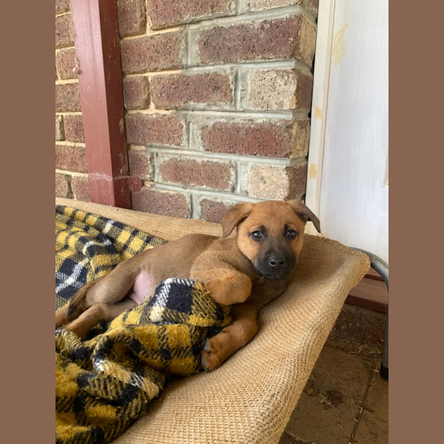 Photo of Cannoli