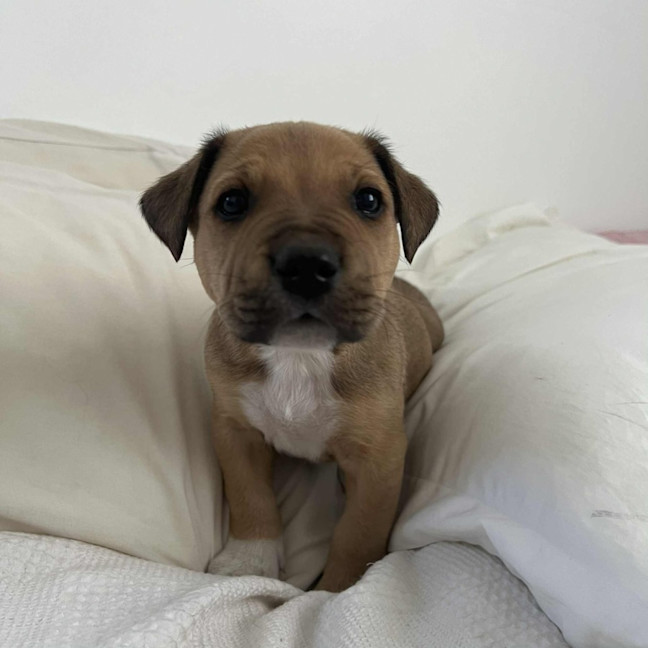 Photo of Jake The Dog