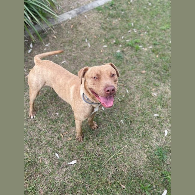 Photo of Whiskey (9989)