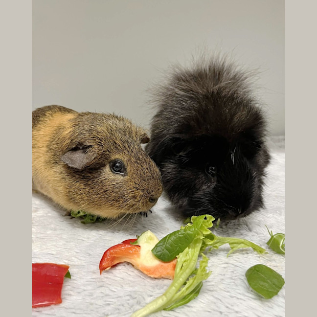 Photo of Tommy & Toddy