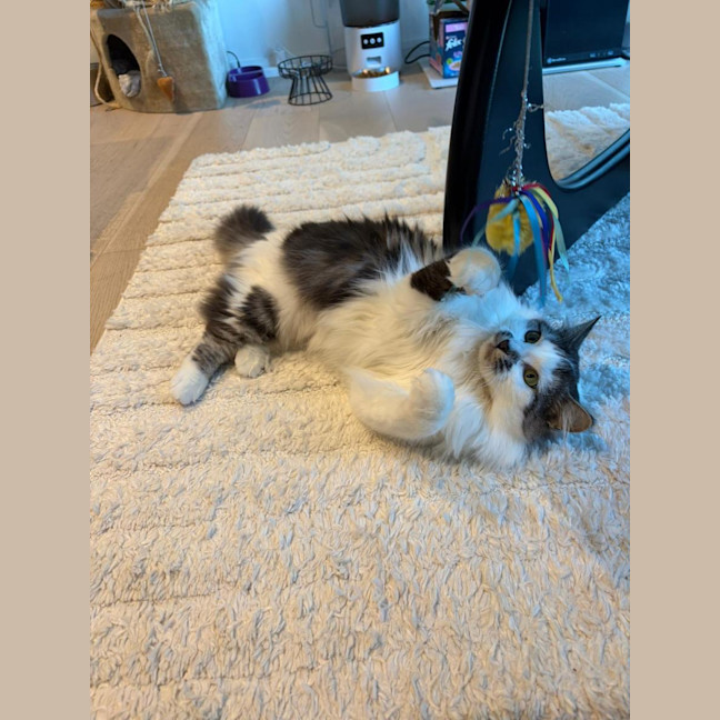 Photo of Bindi