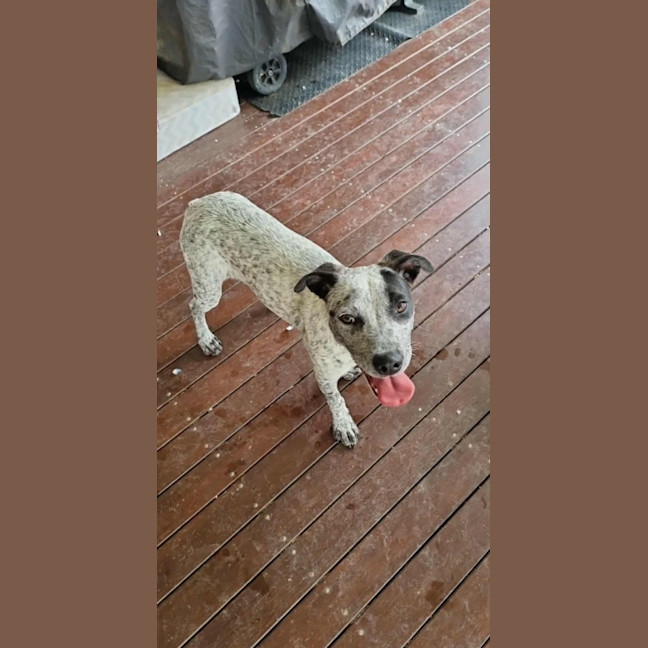 Photo of Peaches
