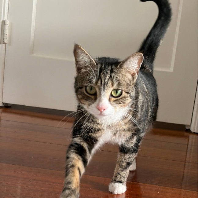 Photo of Stripes