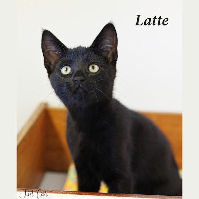 Photo of Latte   Petstock Invermay