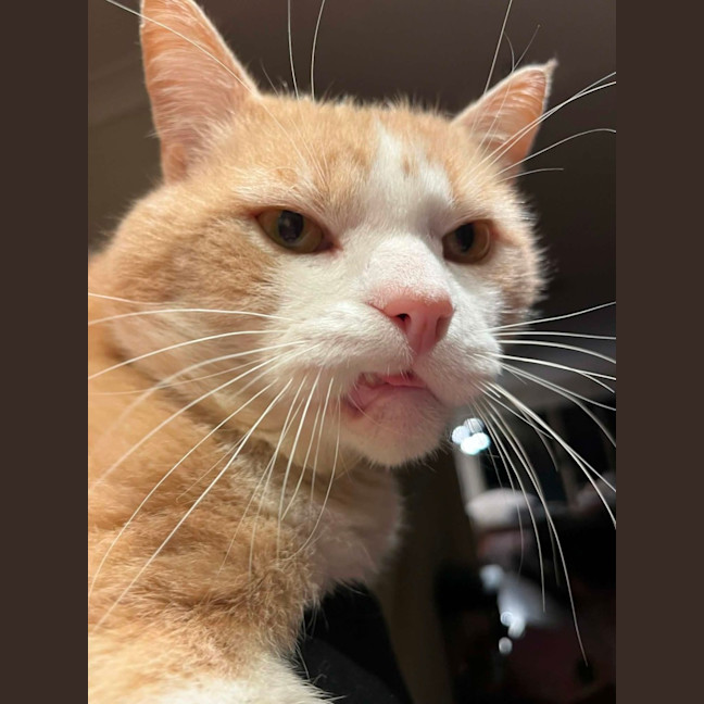 Photo of Trevor   In Foster In Flemington