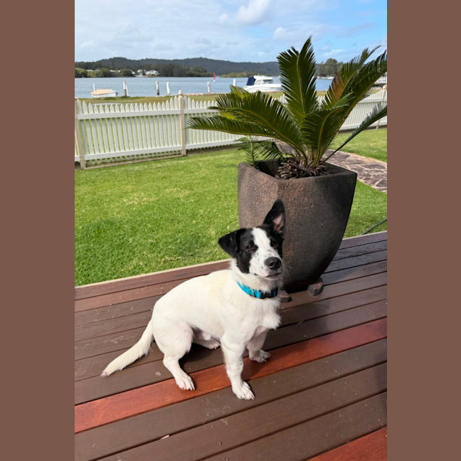 Photo of Peanut 