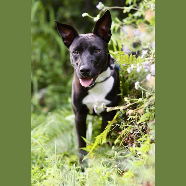 Photo of Krumb *$350 Adoption Fee*