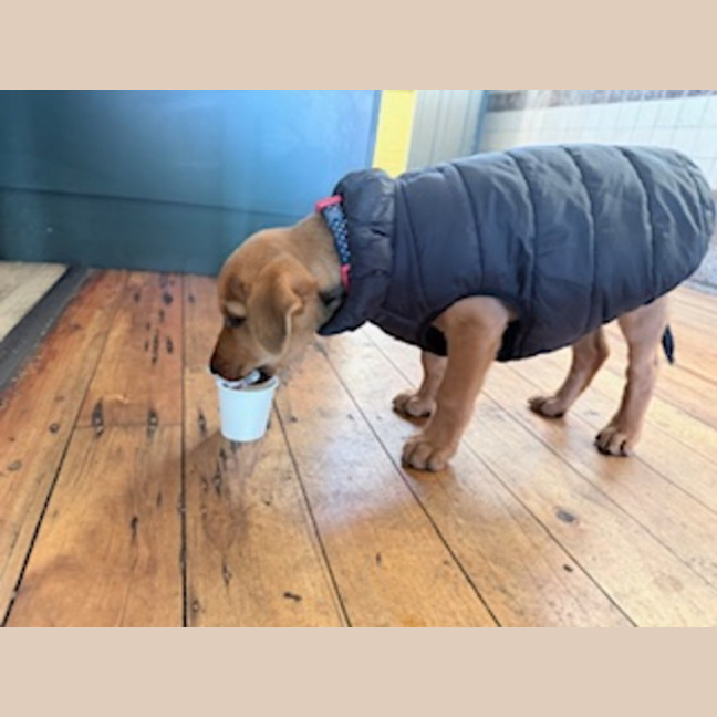 Photo of Rudy   9 Week Old Kelpie X