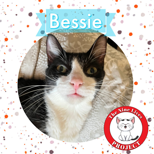 Photo of Bessie *9 Lives Project Rescue*