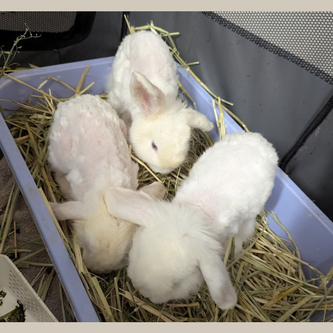 Photo of Chantilly, Ivory & Tibet