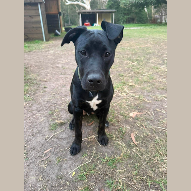 Photo of Stitch
