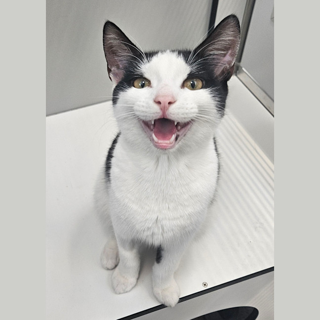 Photo of Kit