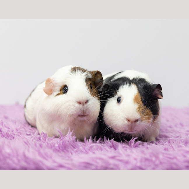 Photo of Moo