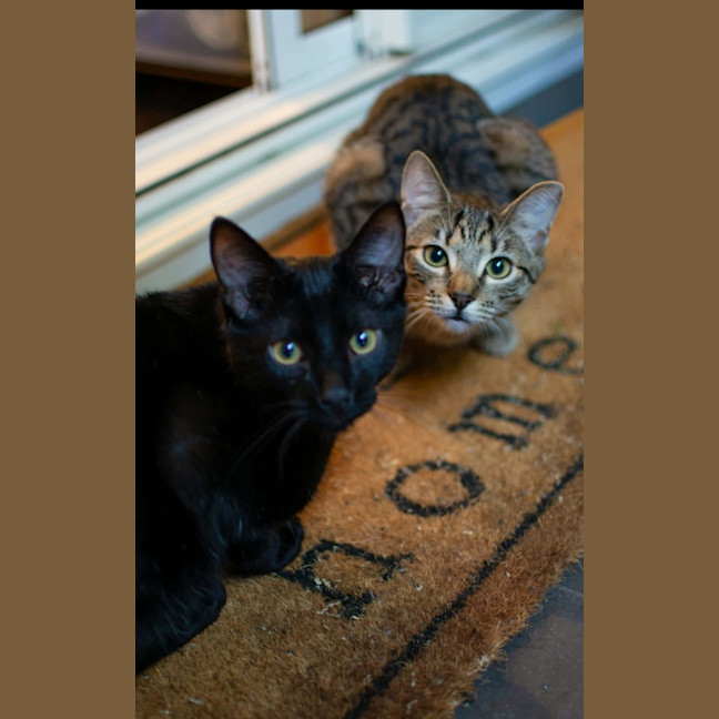 Photo of Fang 