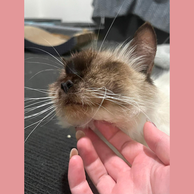 Photo of Athena