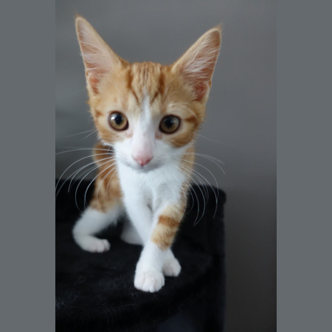 Photo of Tiger