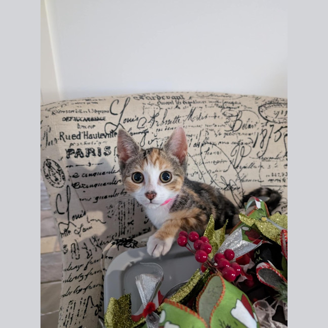 Photo of Torti Meet Me@Petstock Chelsea Store 