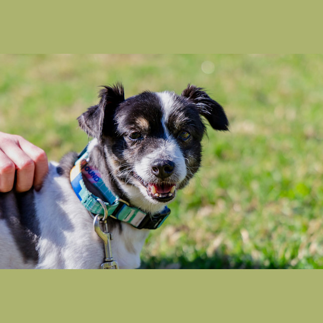 Photo of Bolt